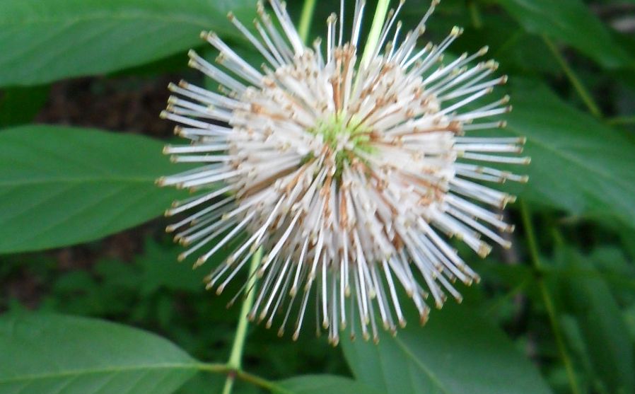 Buttonbush