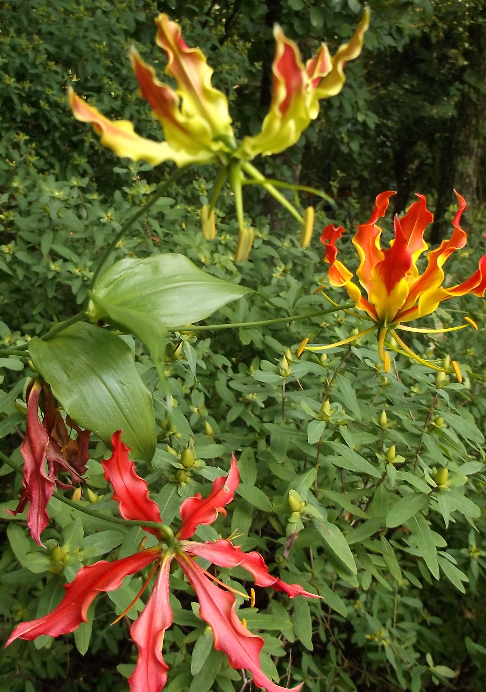 Gloriosa lily