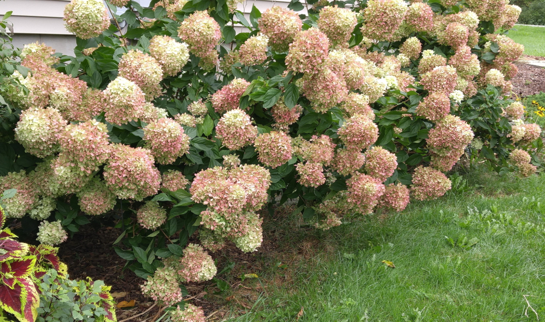 hydrangea ‘Little Lime’