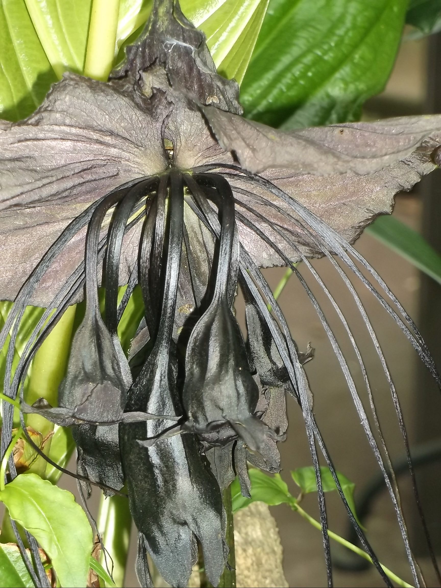 bat flower