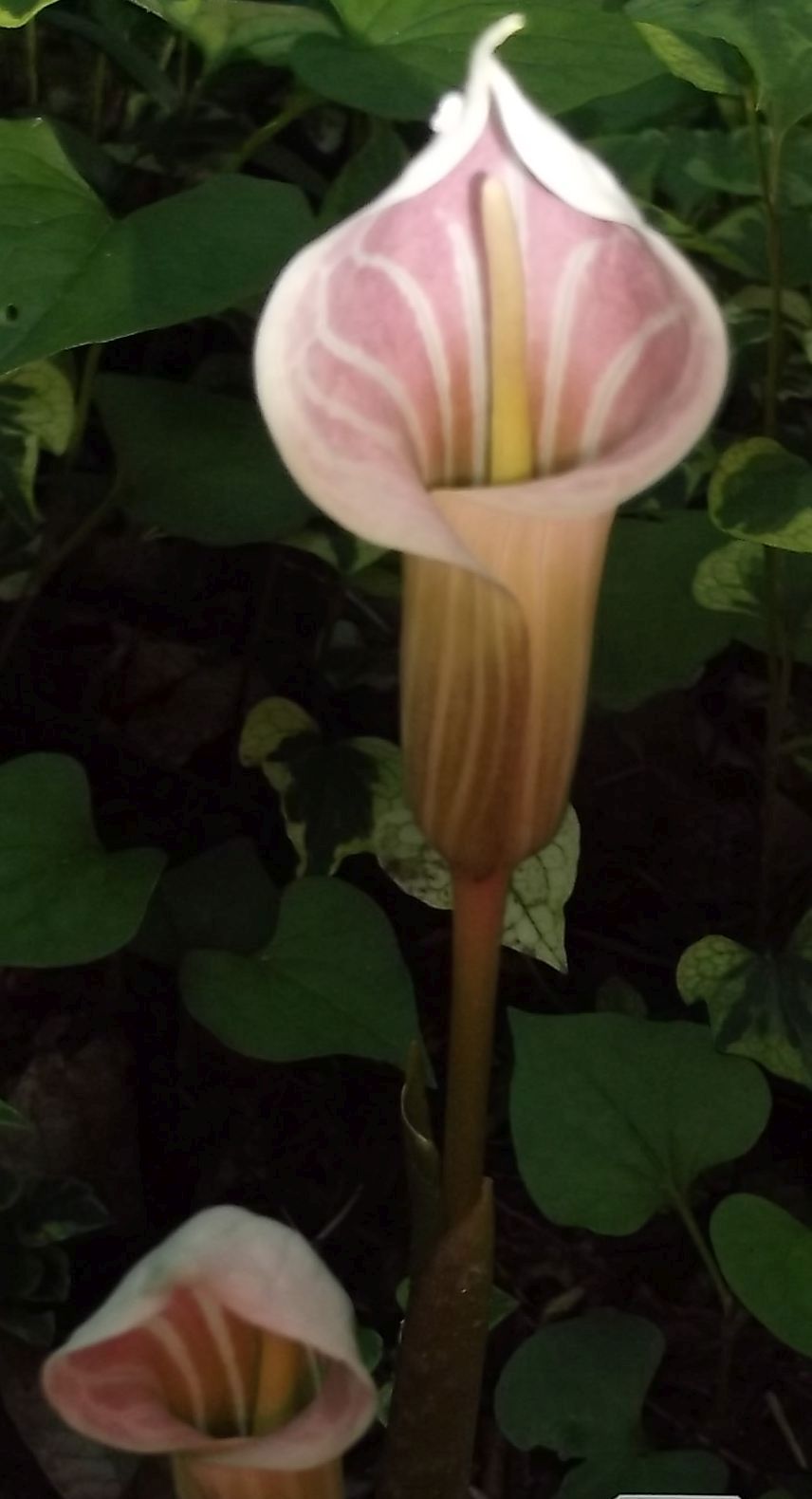 pink jack in the pulpit