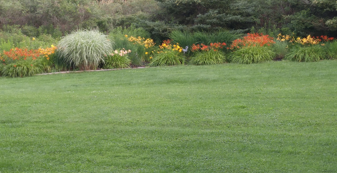 daylily border