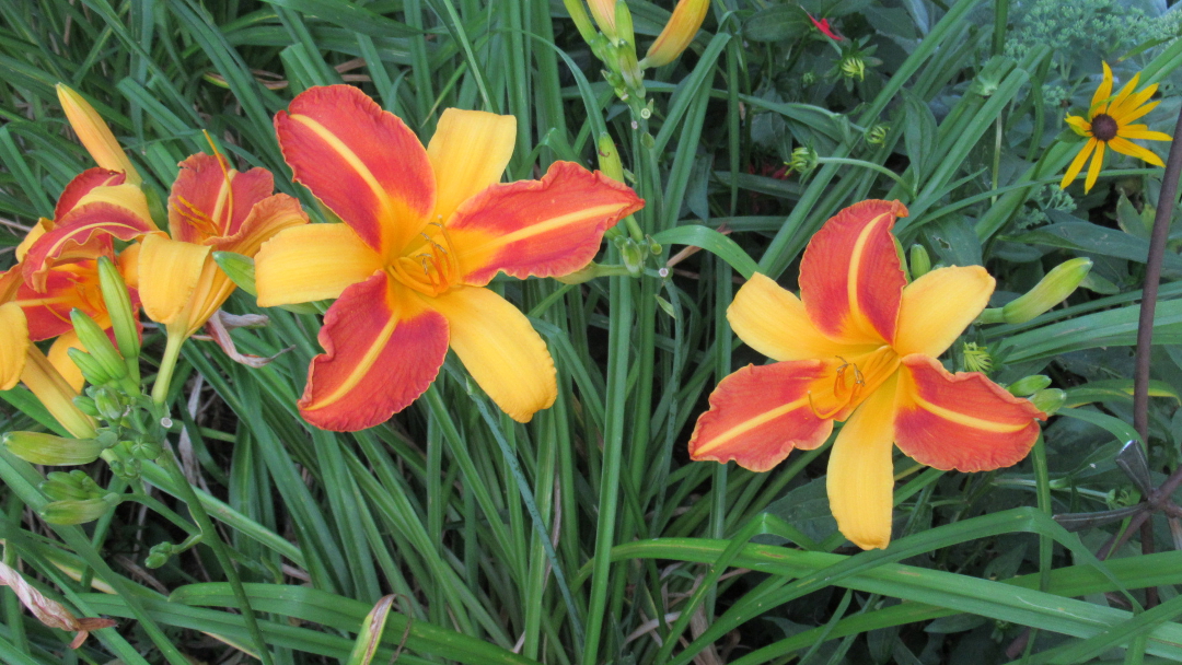 ‘Frans Hans’ daylily