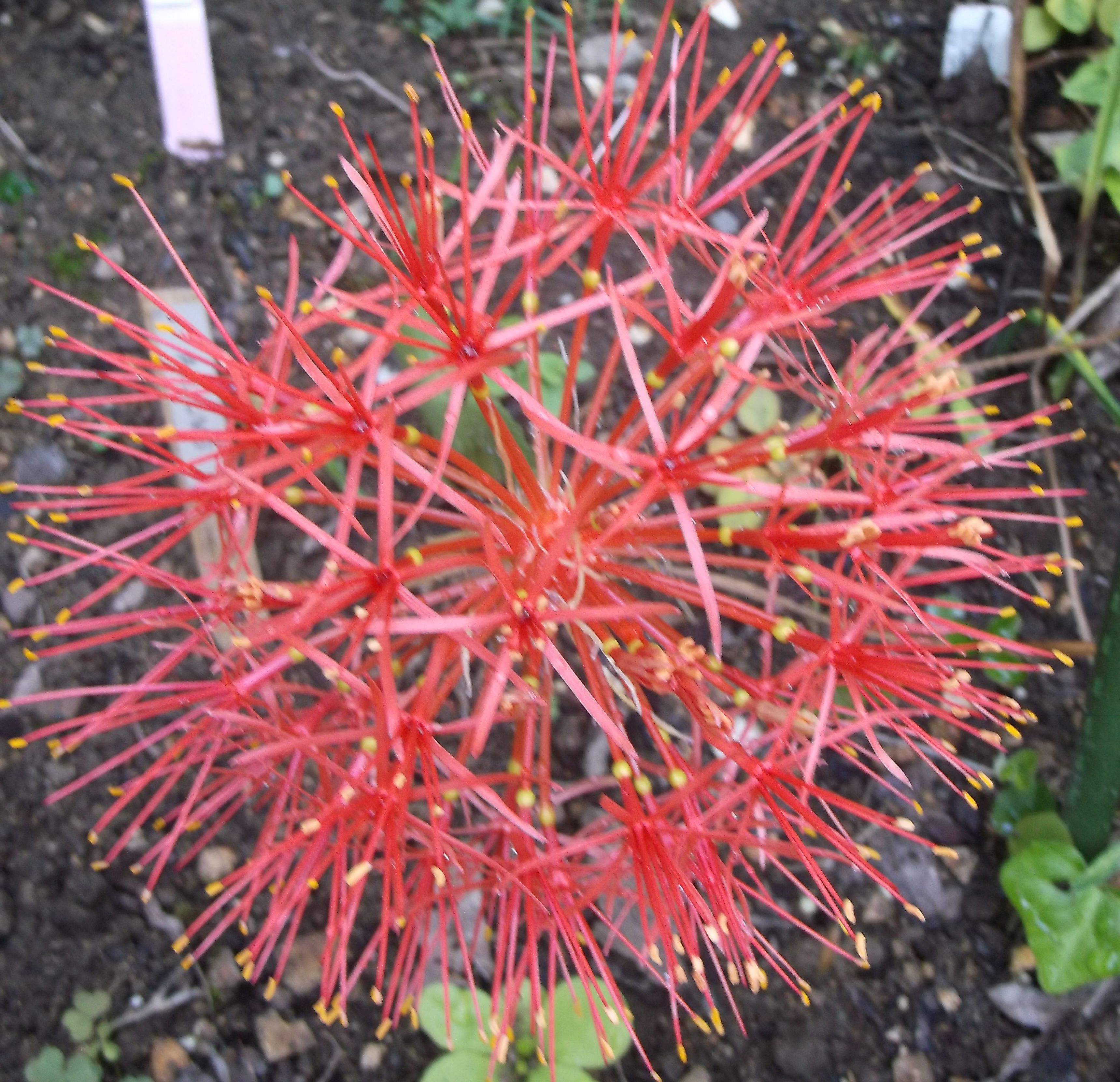 blood lily