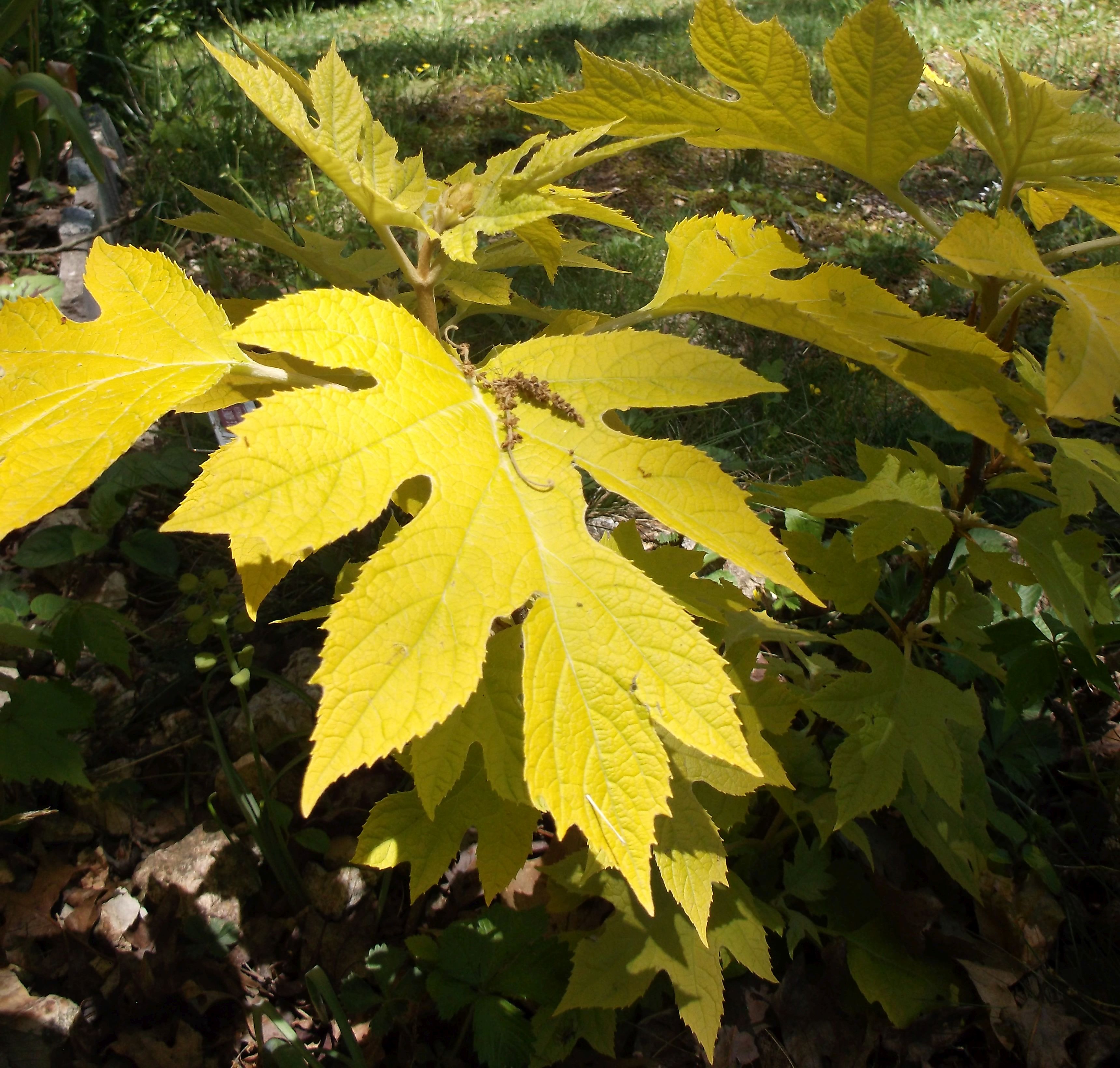 'Little Honey' oakleaf hydrangea