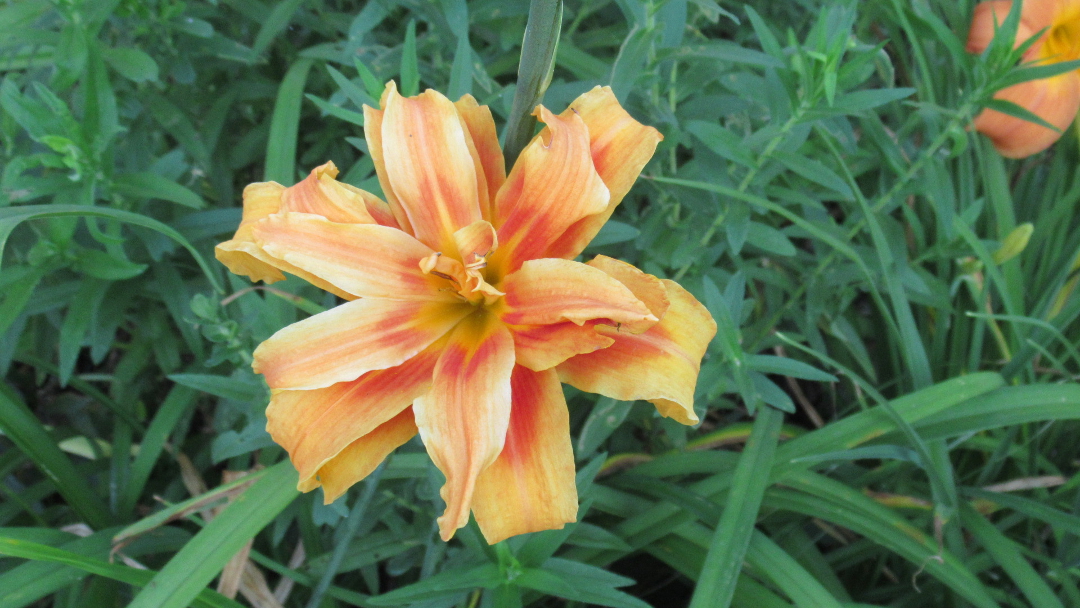 double orange ‘Kwanso’ daylily