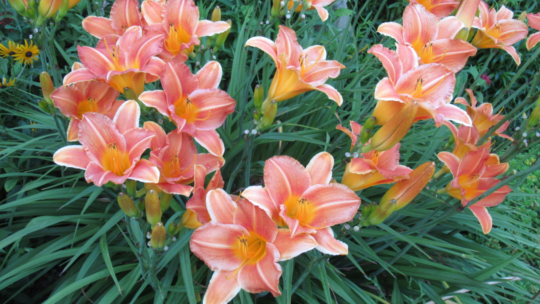 Daylily ‘Orange Sunset’