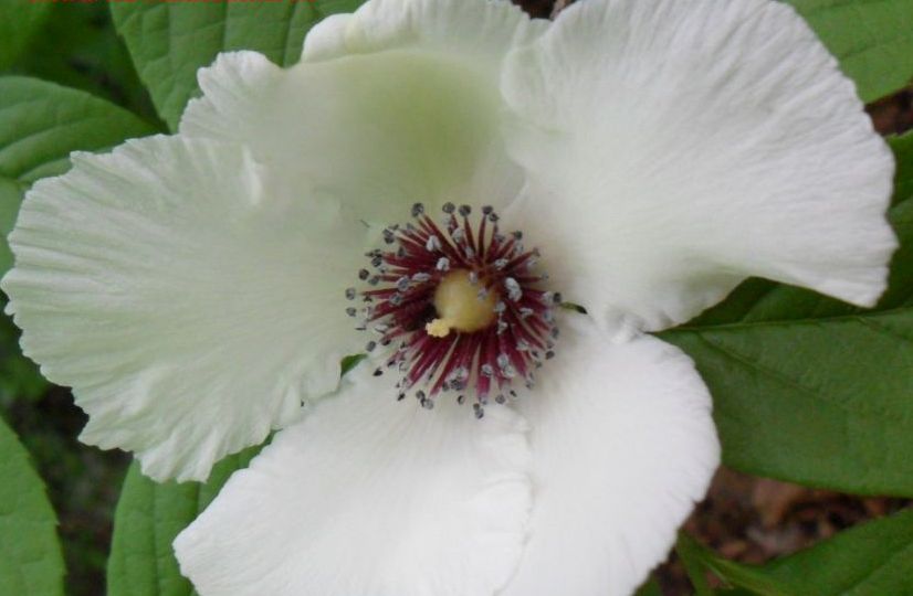 mountain camellia