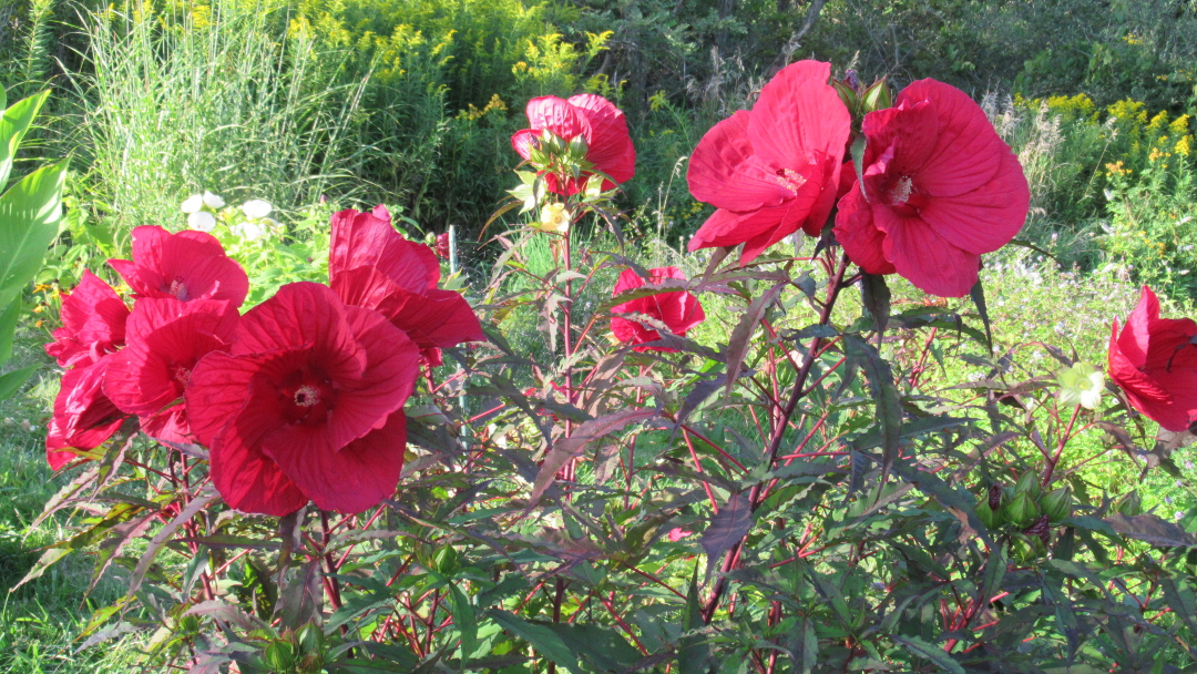 Hardy hibiscus ‘Midnight Marvel’