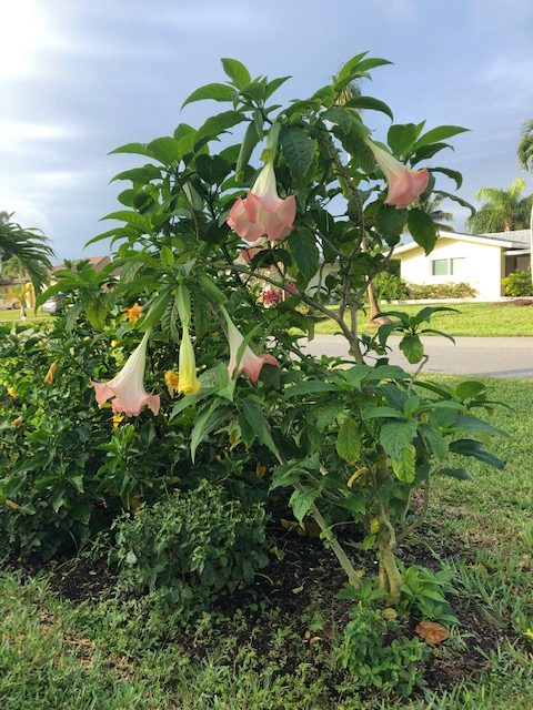 Angel’s trumpets