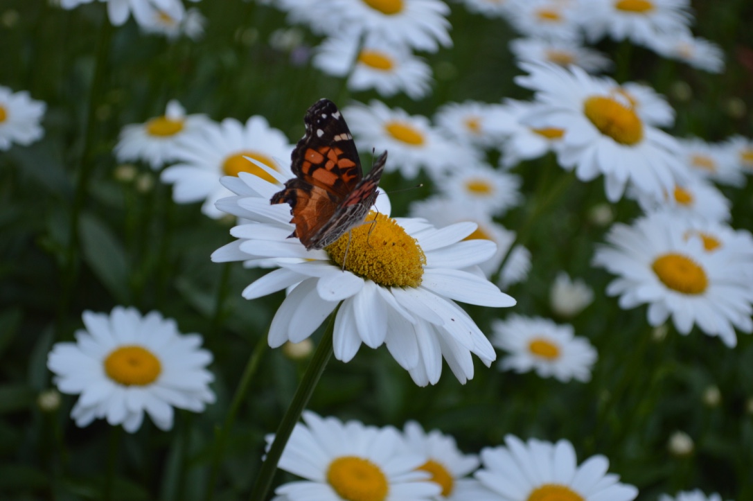 shasta daisies