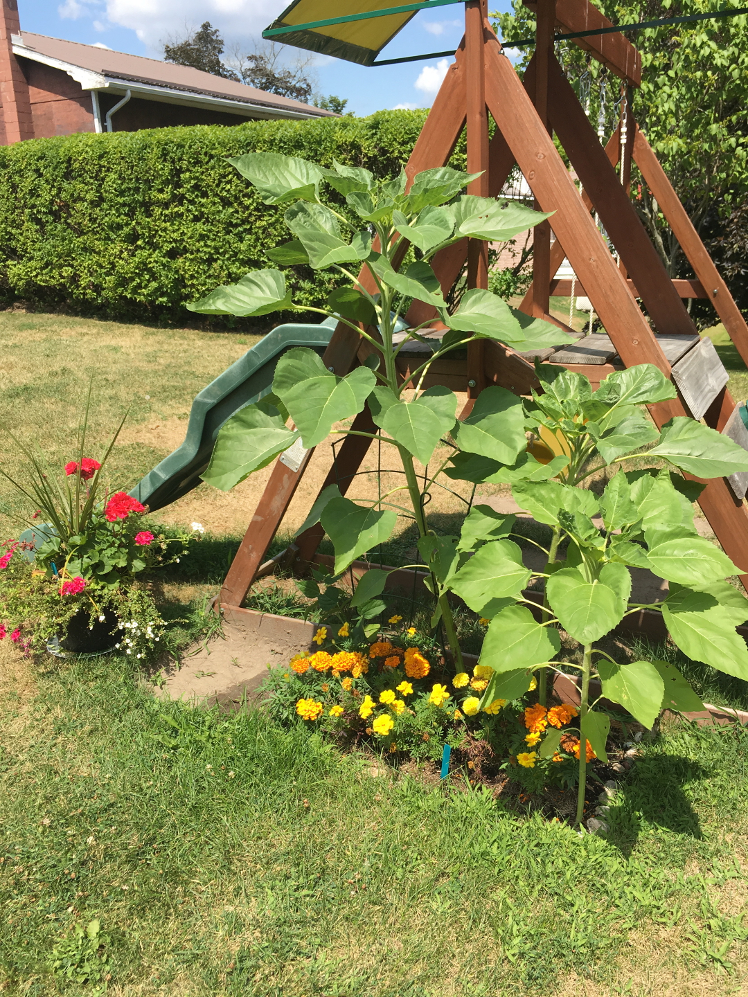 sunflower growing