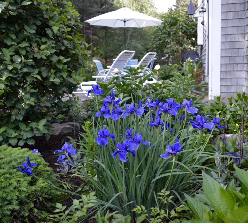 Siberian irises