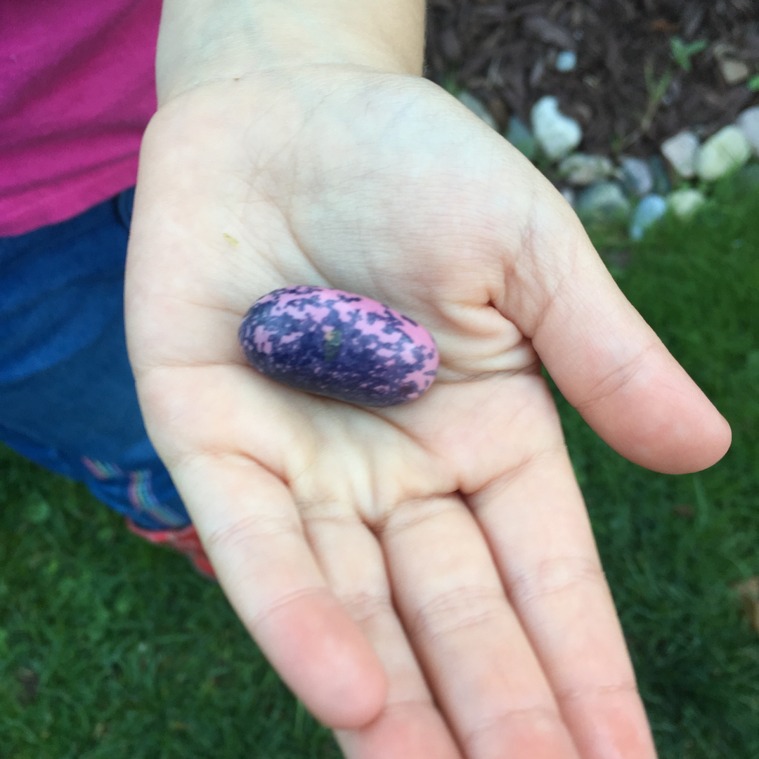 scarlet runner beans