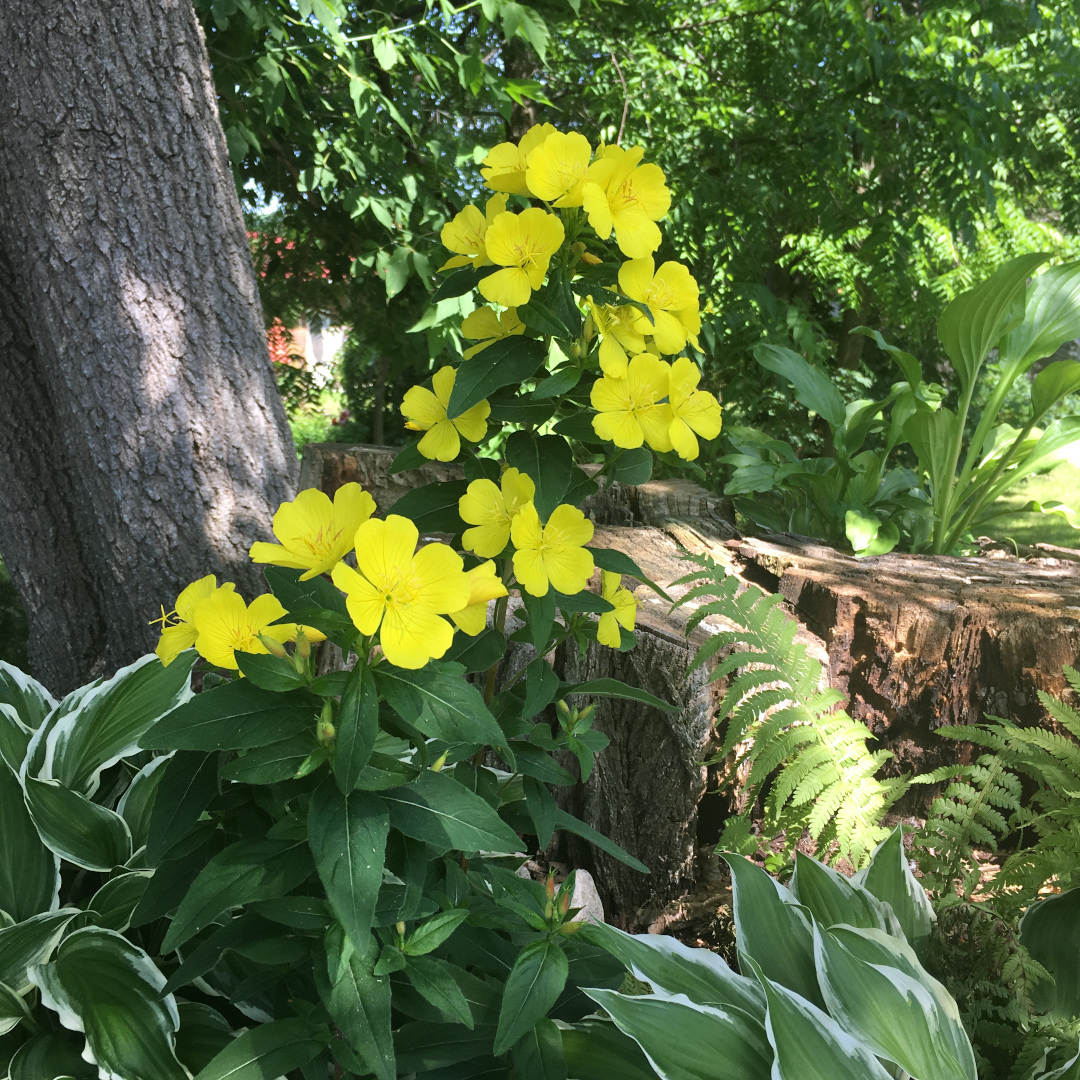 evening primrose