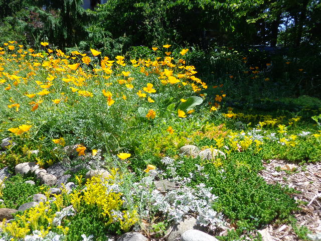 California poppies