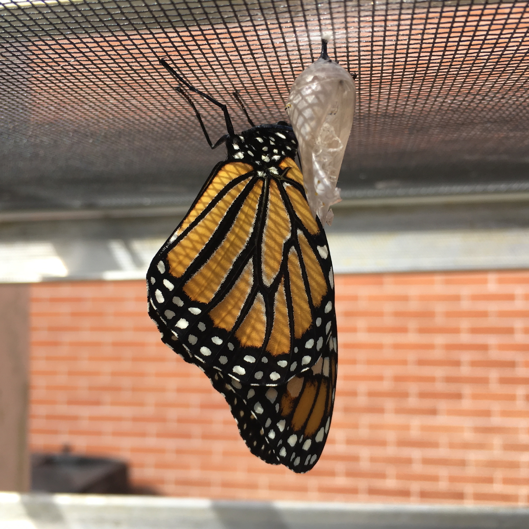 monarch butterfly