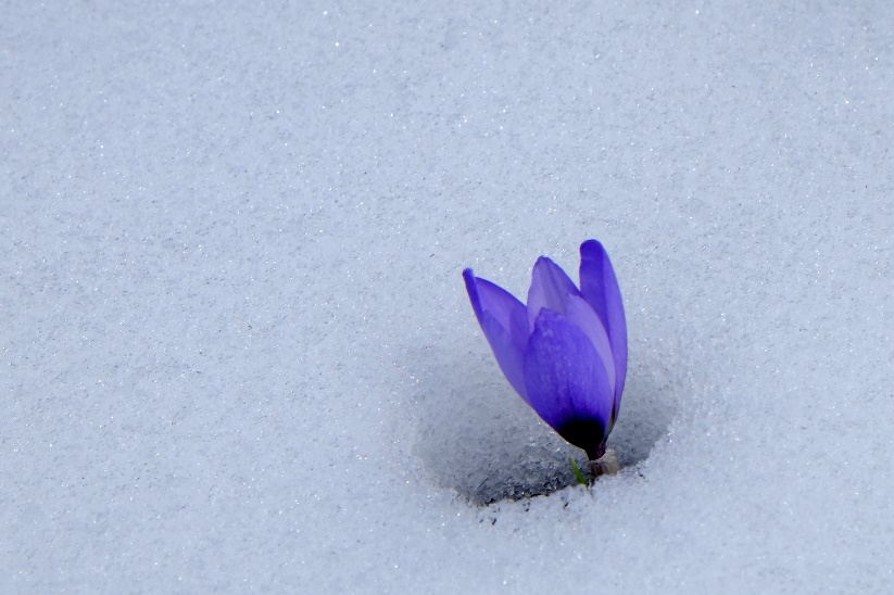 Wild crocus