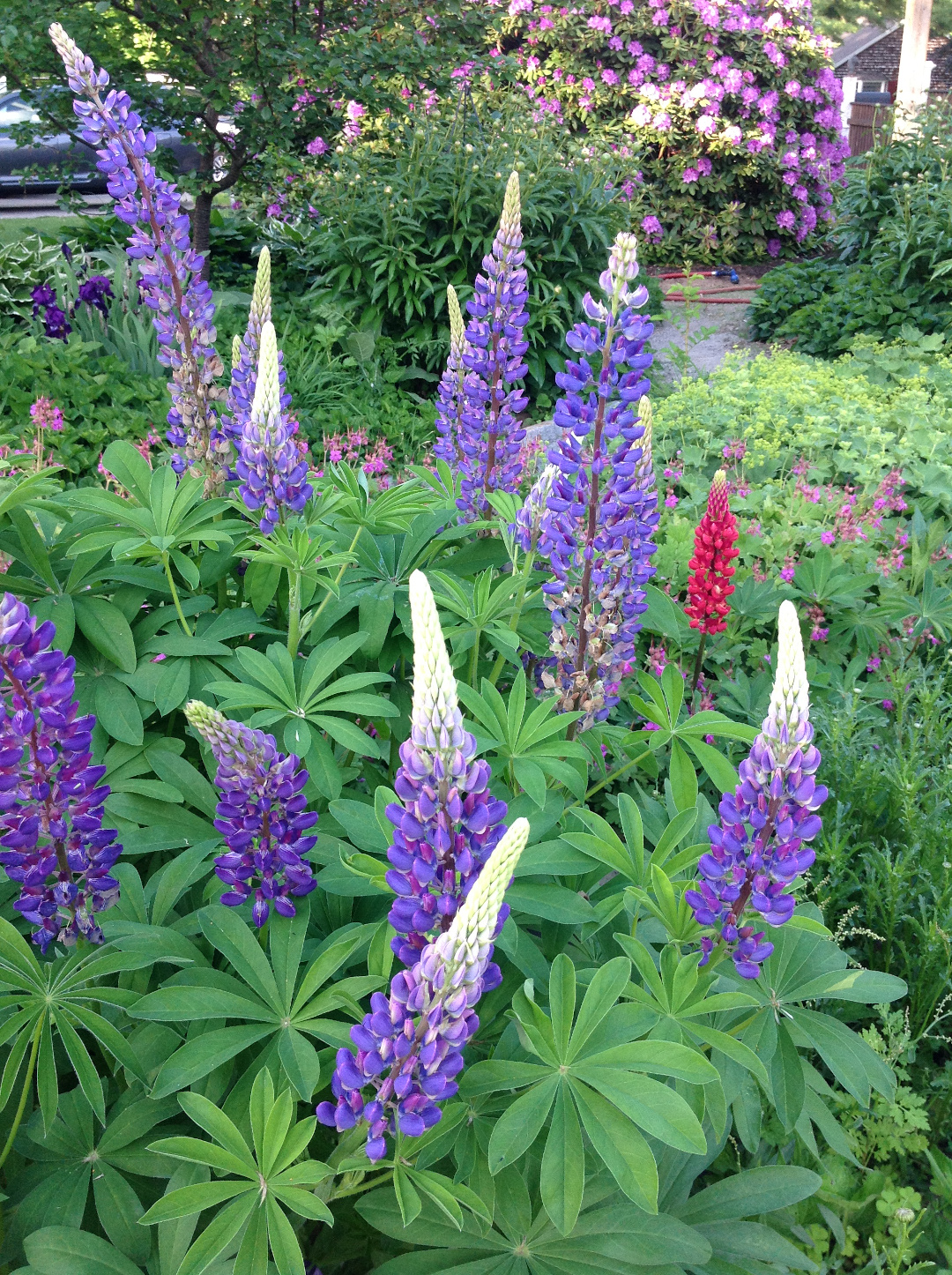 lupines