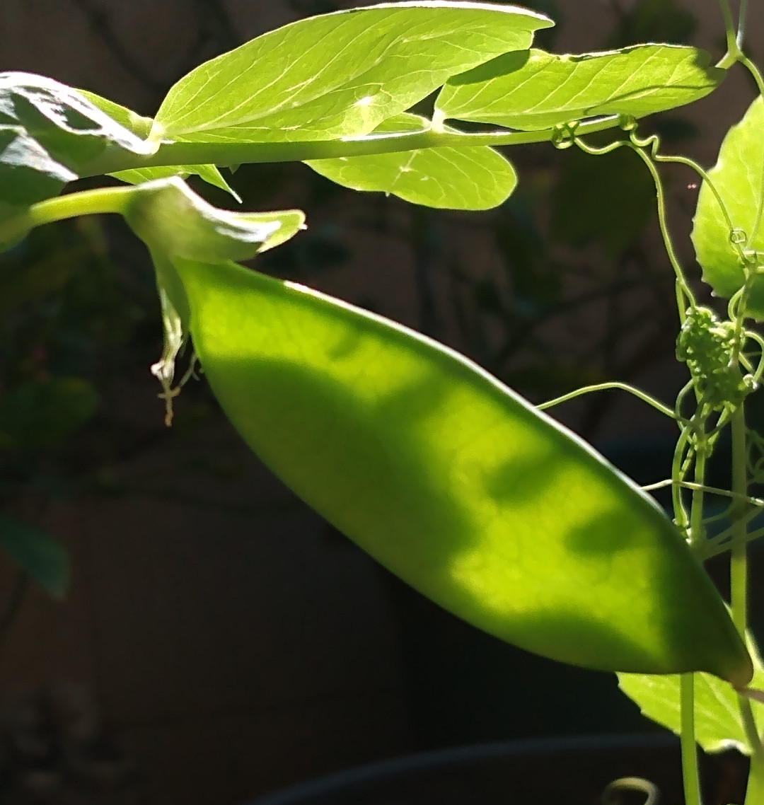 Mammoth Melting Sugar Pea