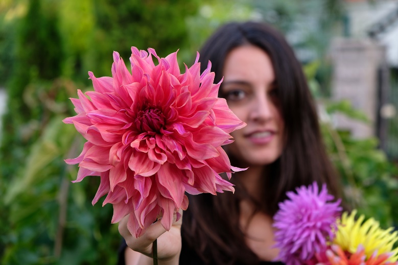 dahlias