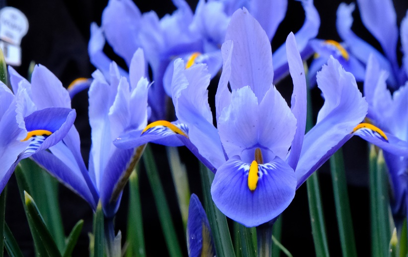 Iris reticulata