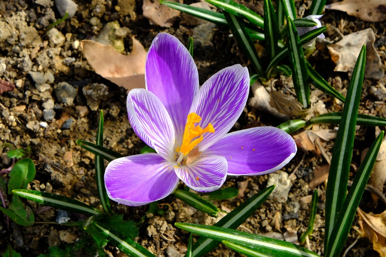 striped crocus