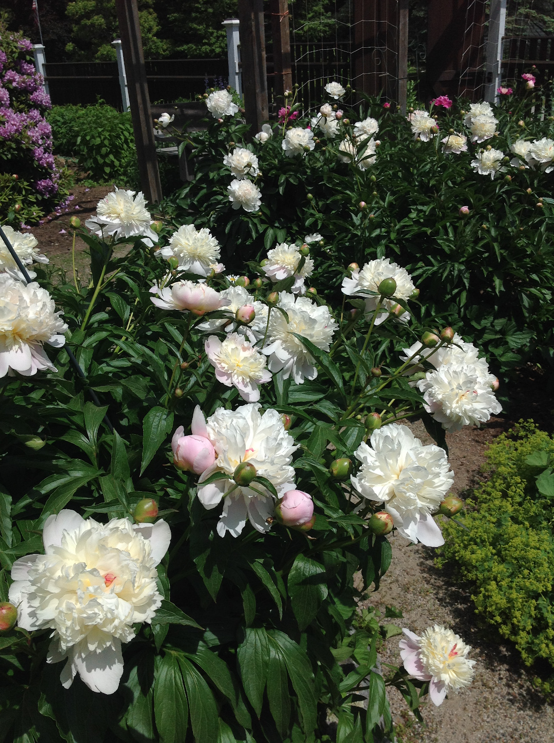 Peonies