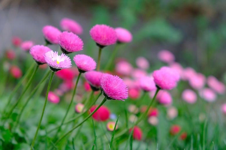 Bellis perennis