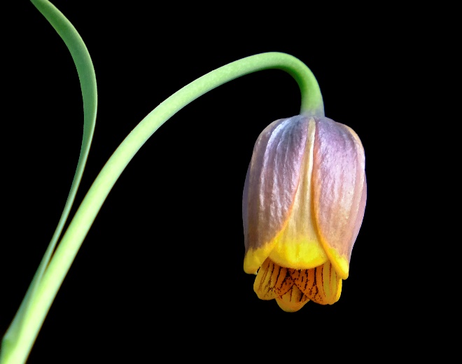 Inverted tulip