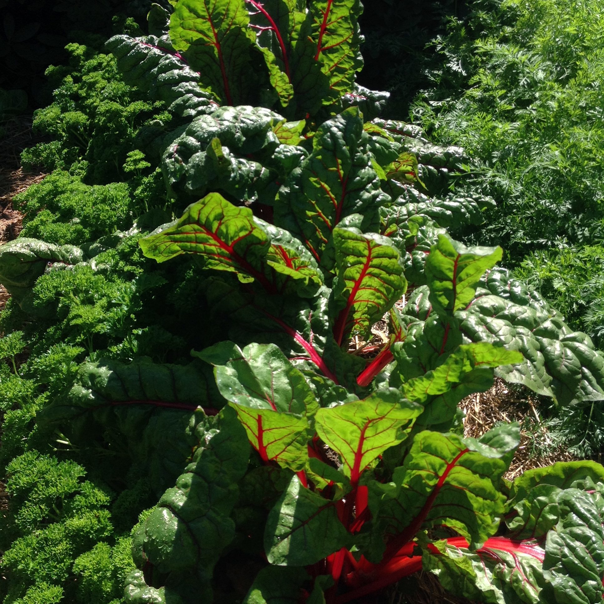 Red-stemmed Swiss chard