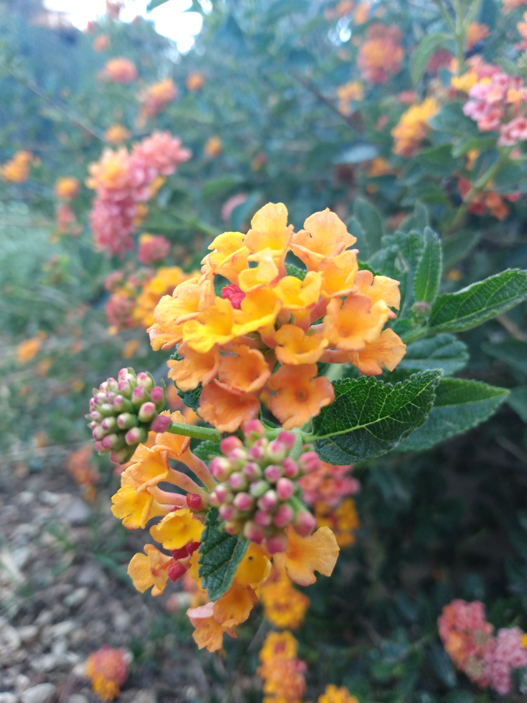 lantana