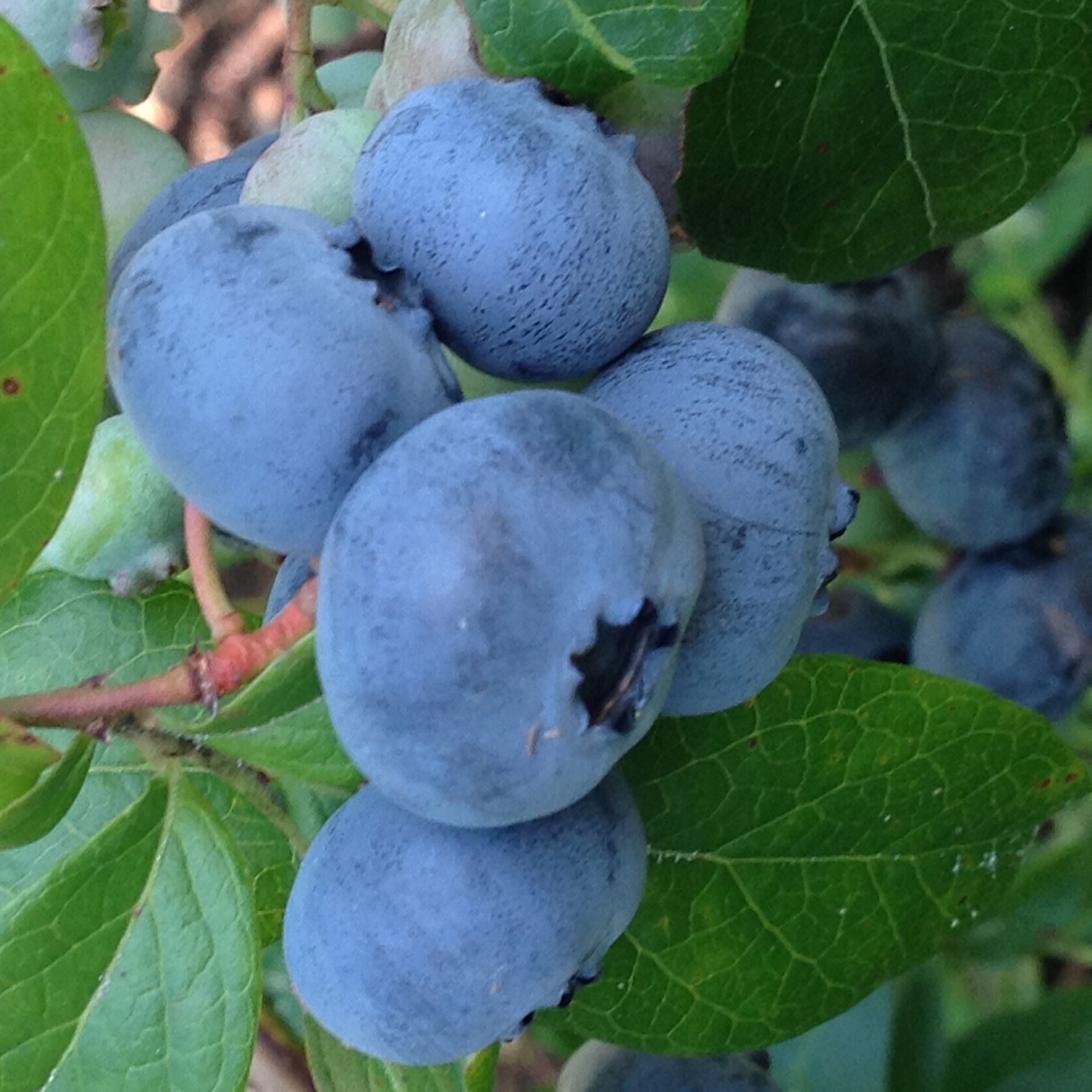 Blueberries