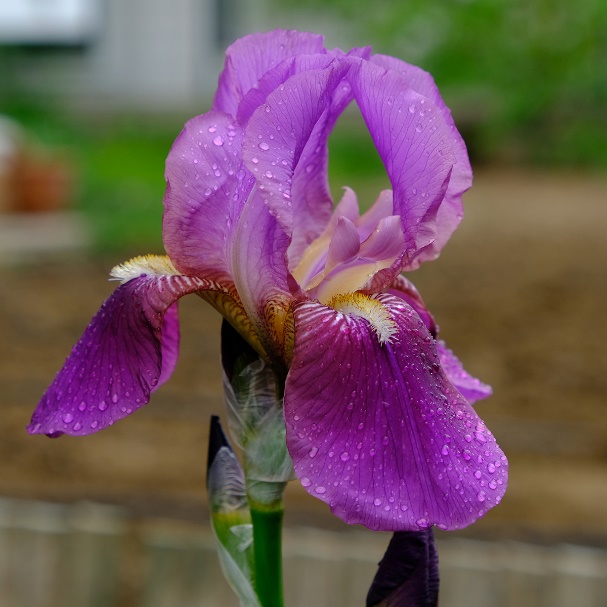 Iris 'Sen-Lac'