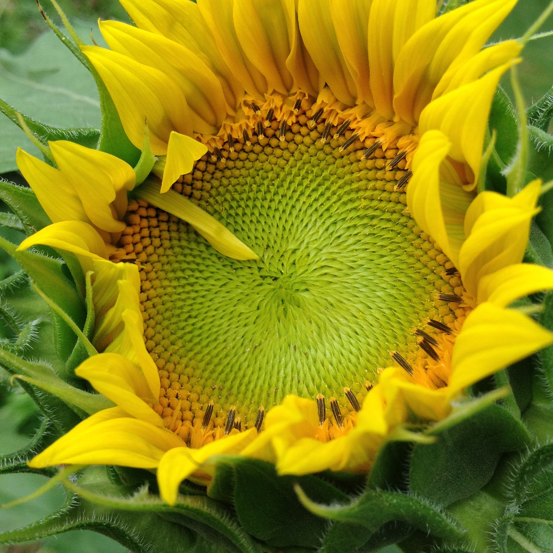 Helianthus