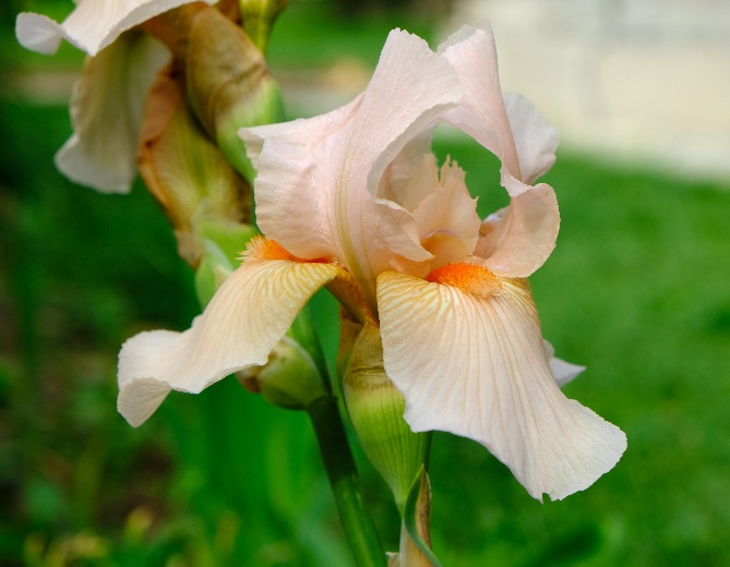 Iris 'Pink Taffeta'