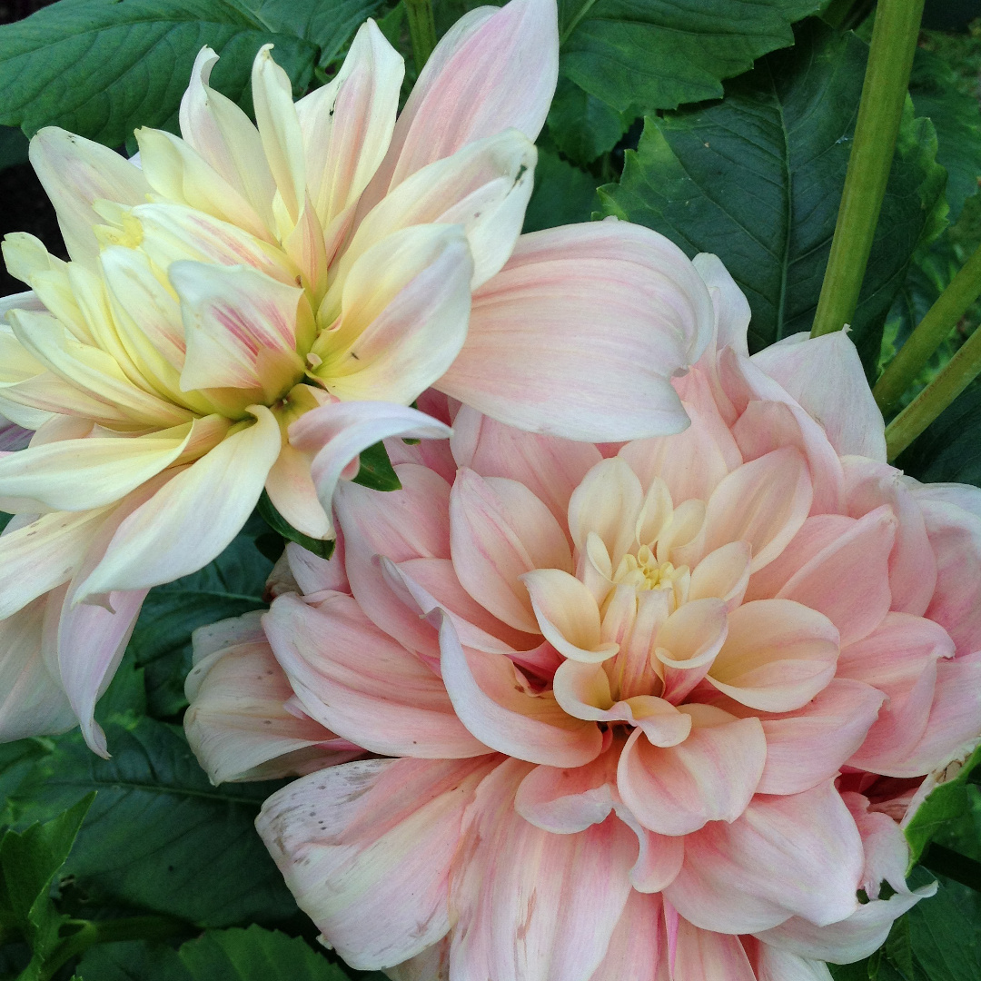 dahlias