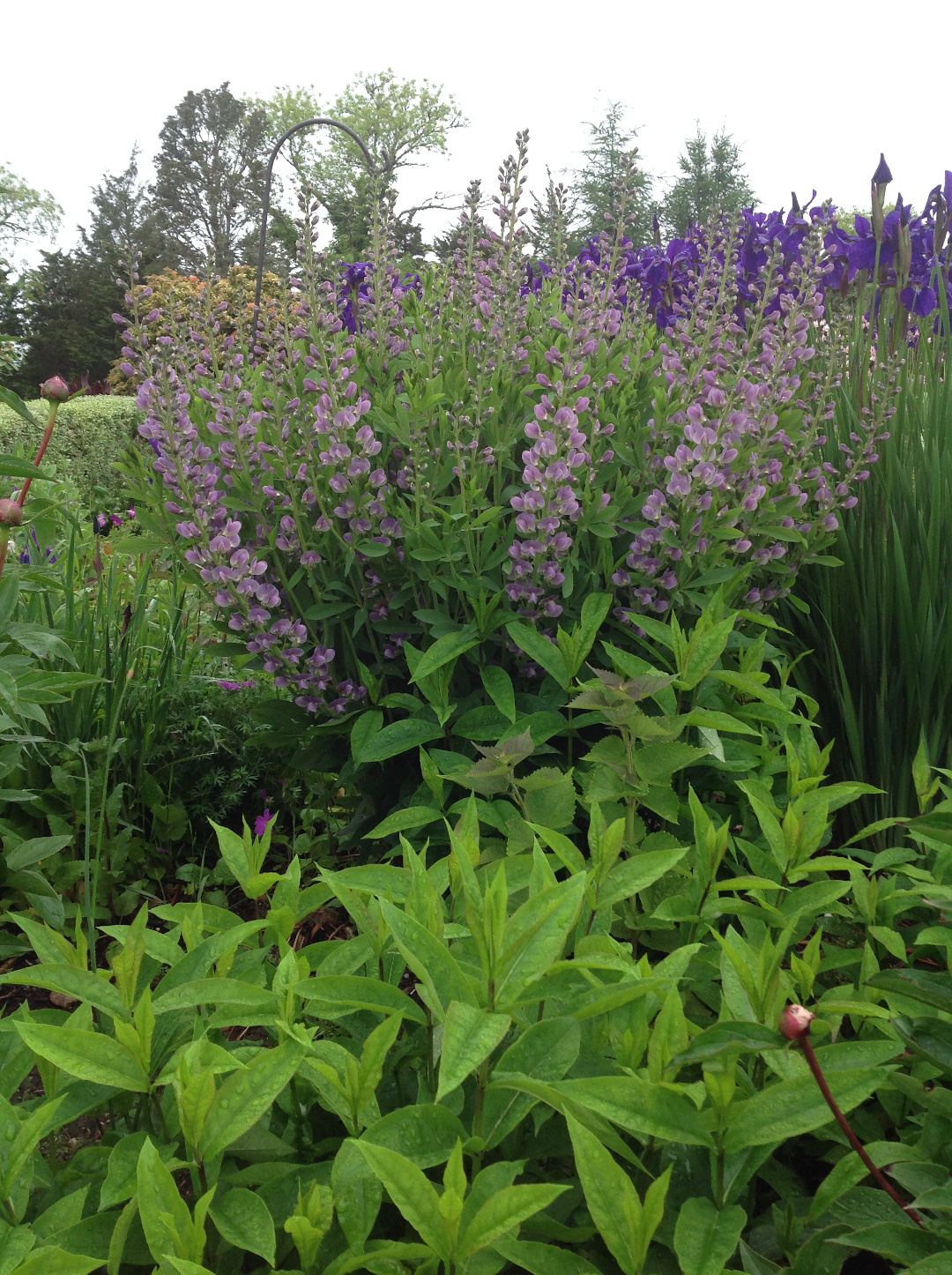 Baptisia ‘Starlite Prairieblues’