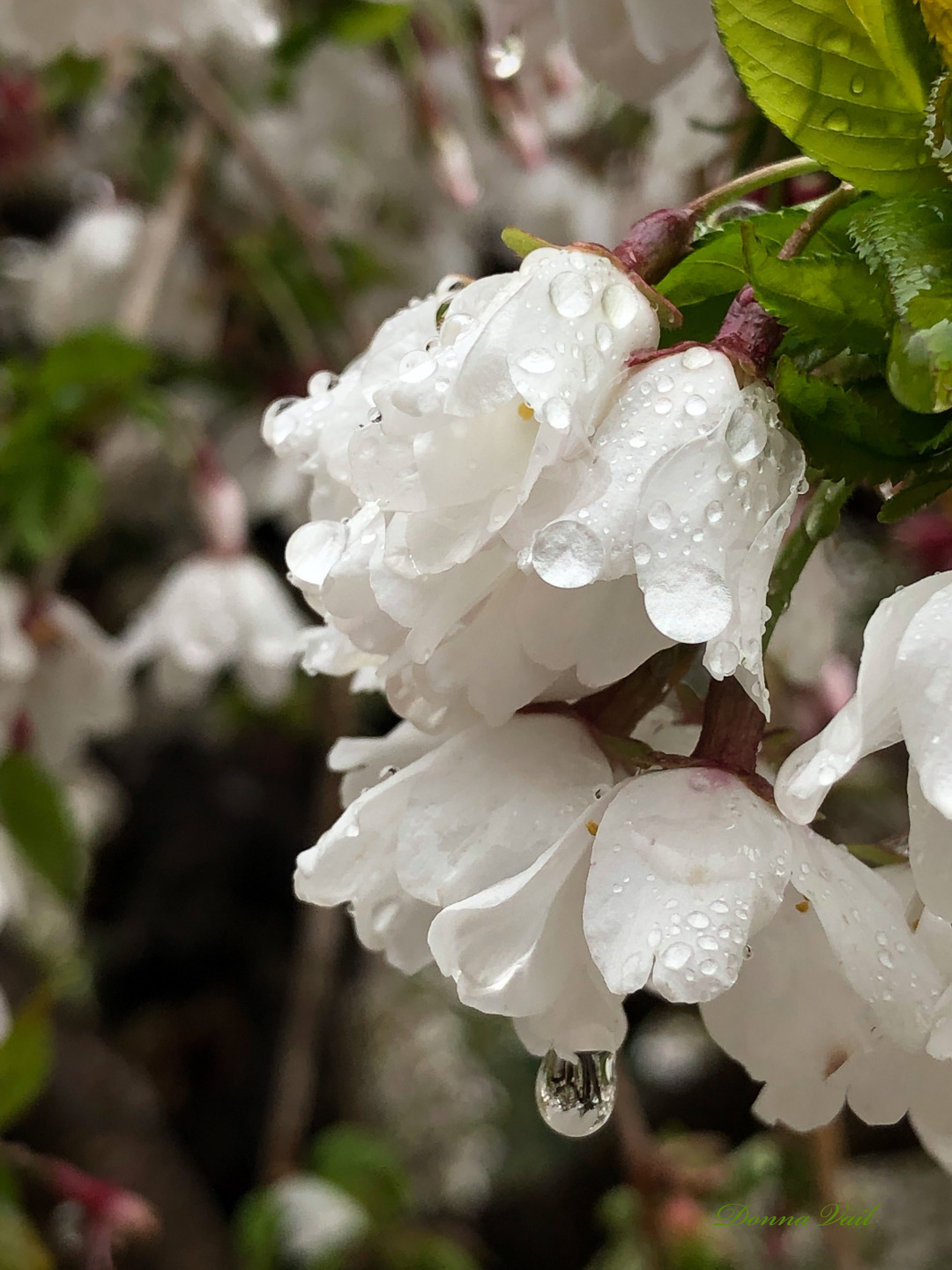 weeping cherry tree flowers