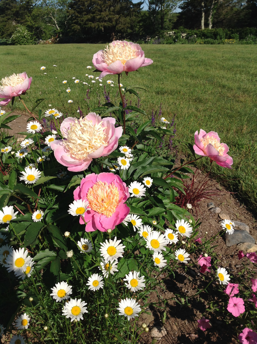 Peony ‘Cream Puff’