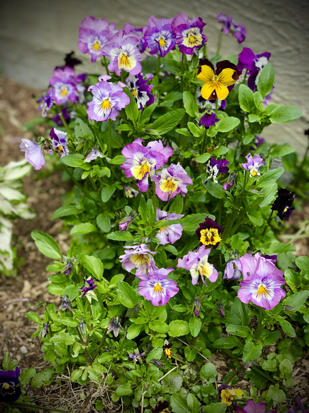 Violas