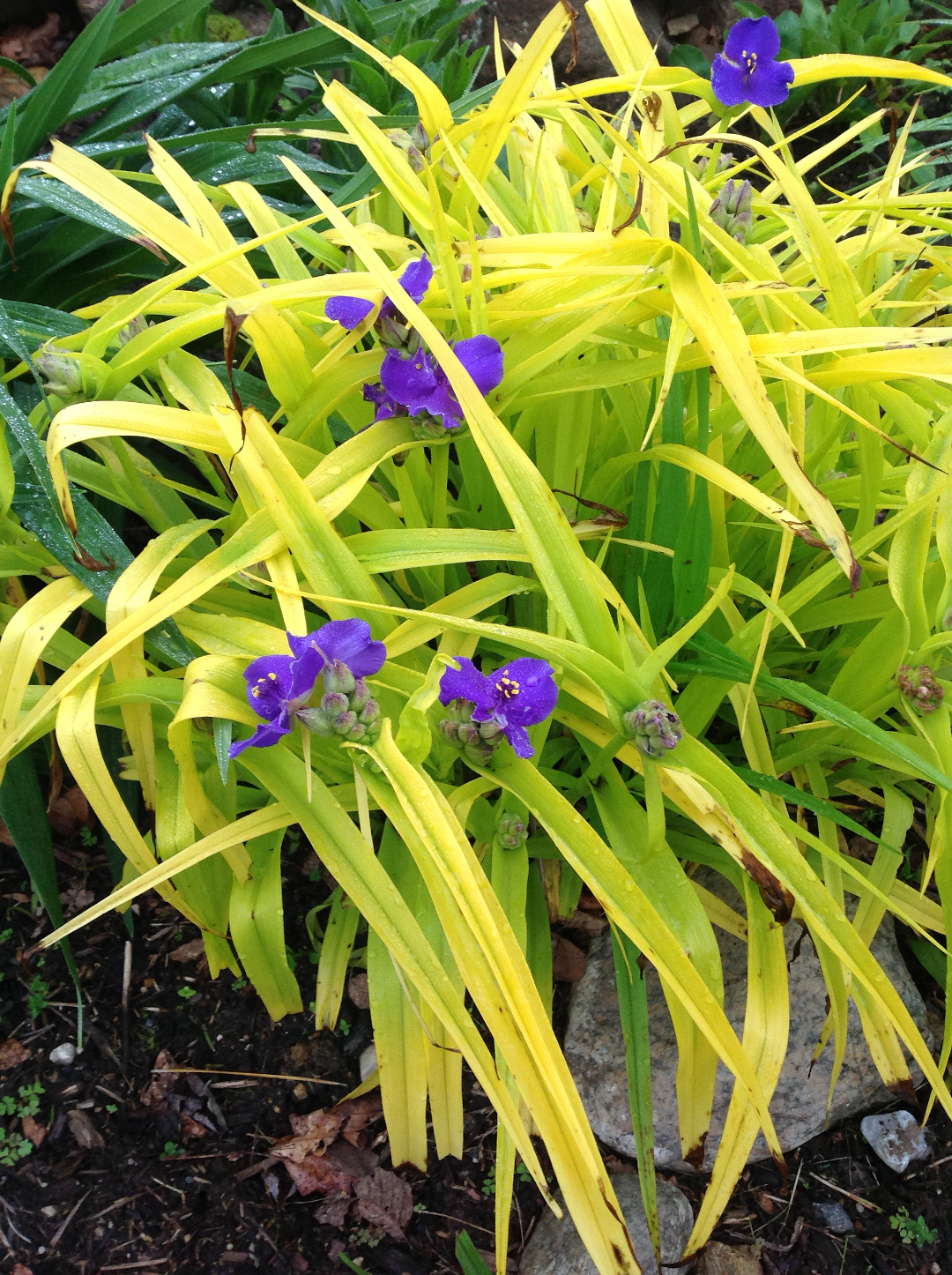 Tradescantia ‘Sweet Kate’