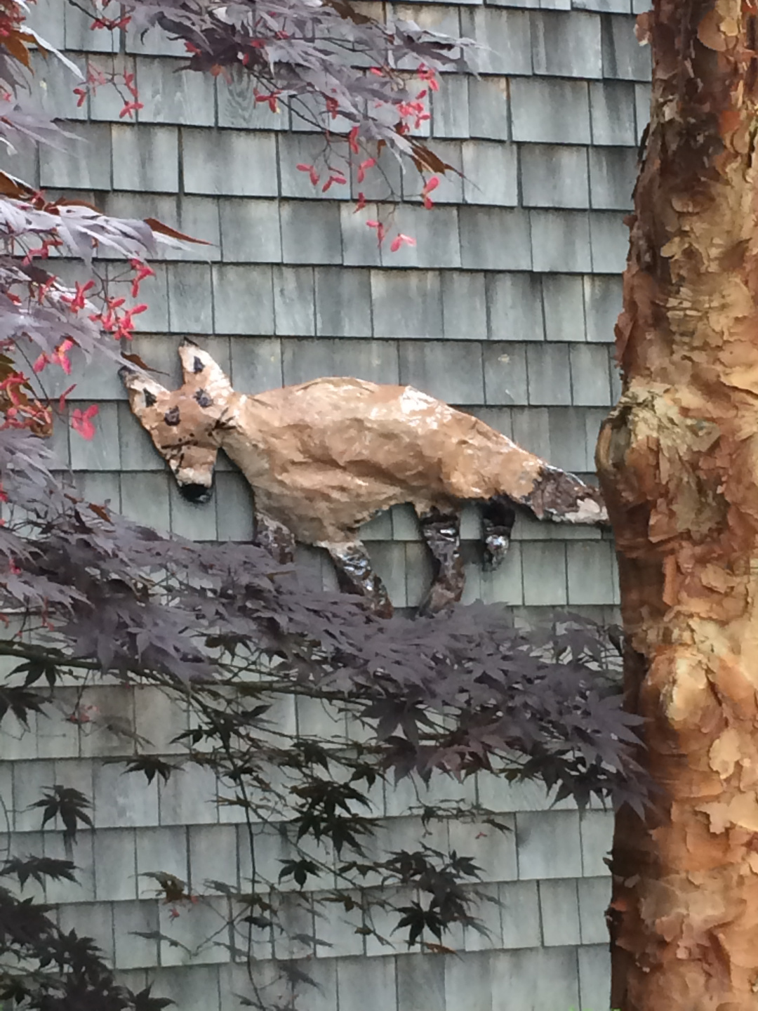 paperbark maple