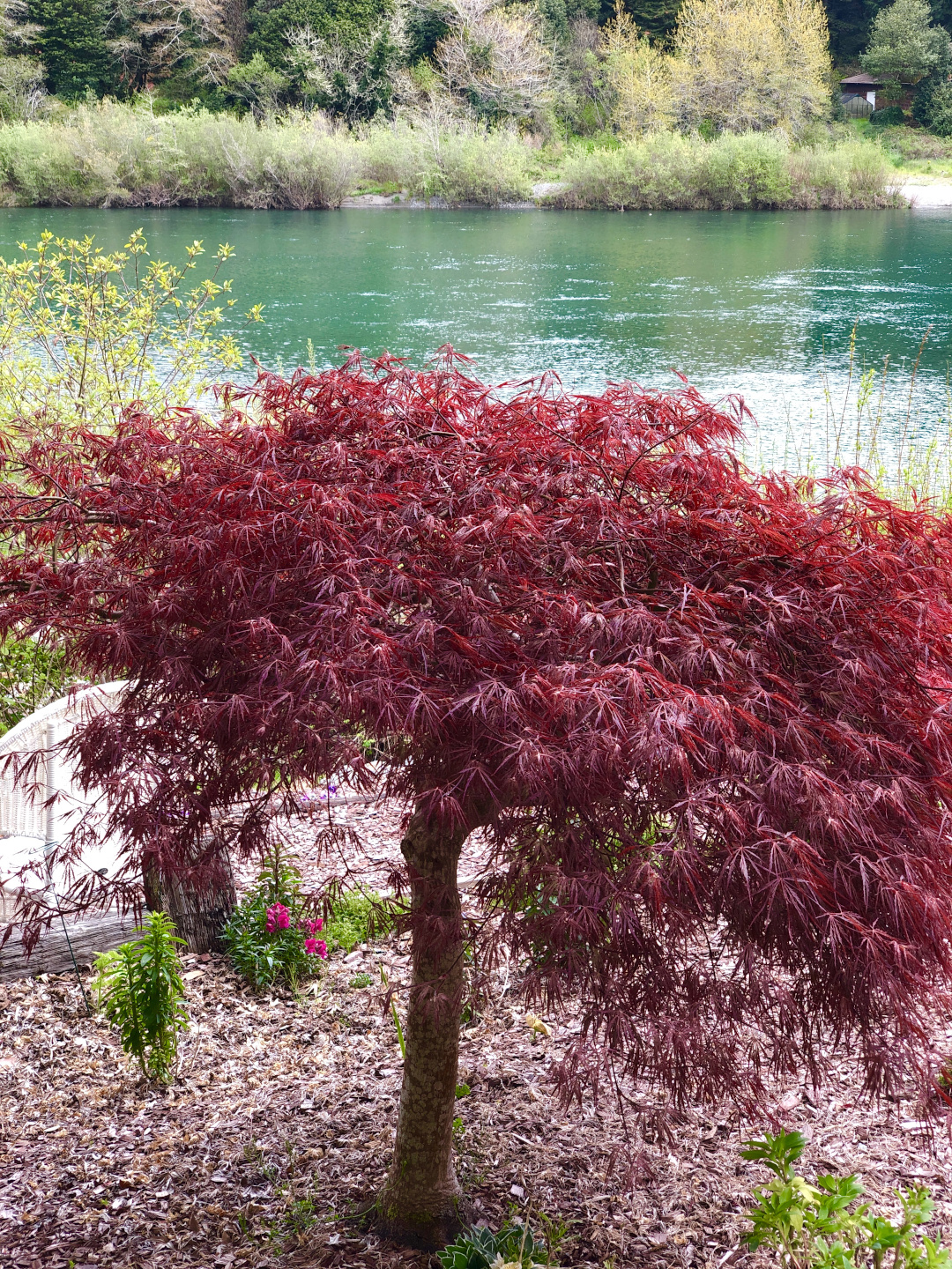 dwarf Japanese maple