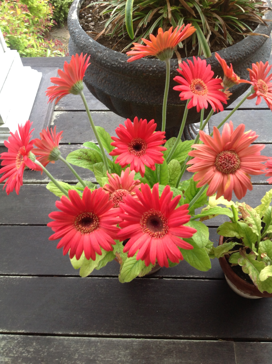 Gerbera daisies