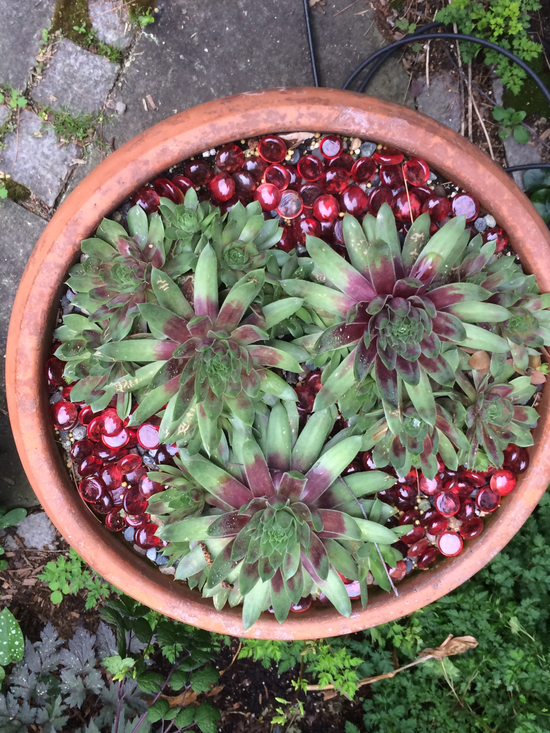 Sempervivum