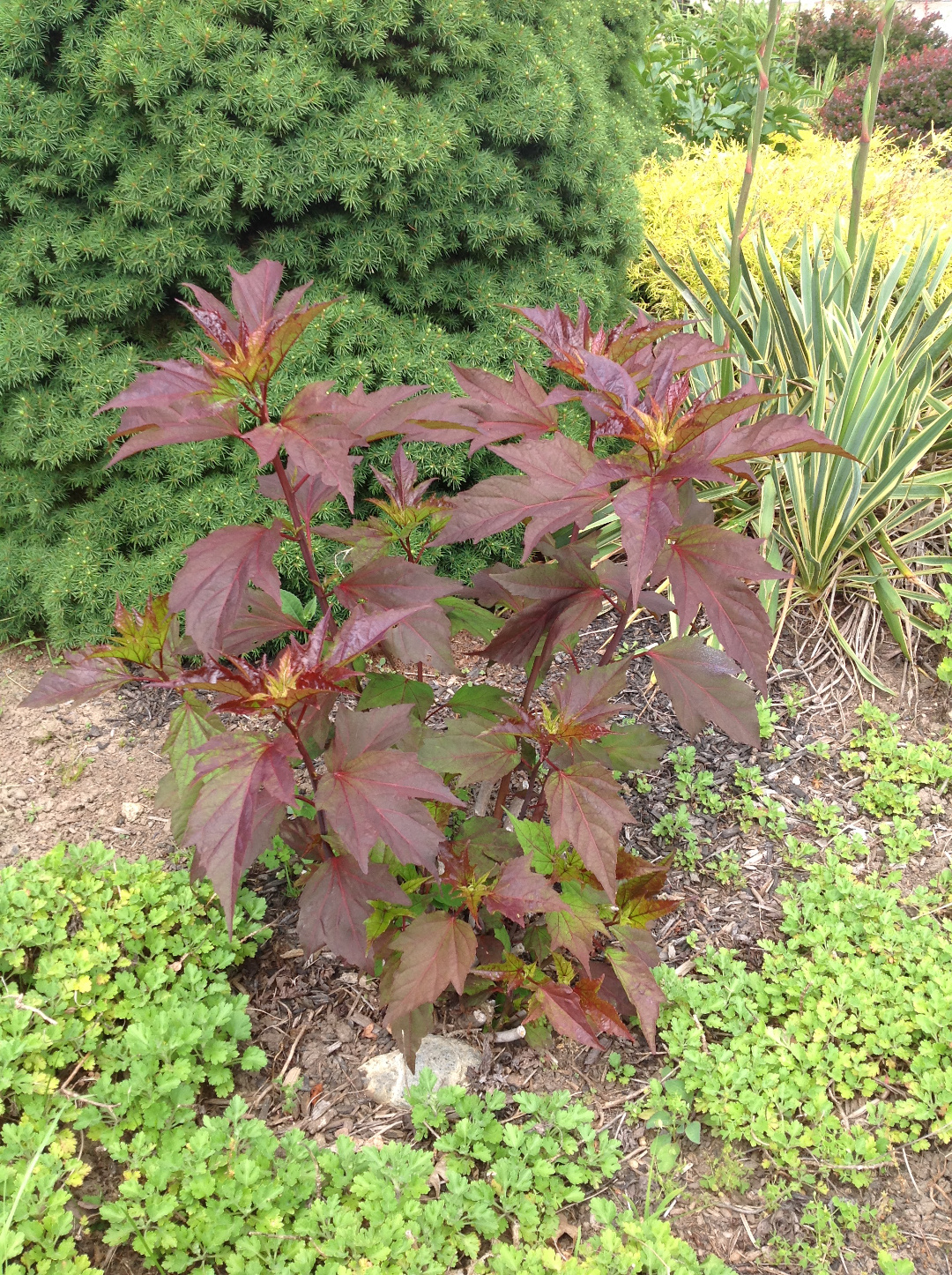 Hibiscus ‘Kopper King’