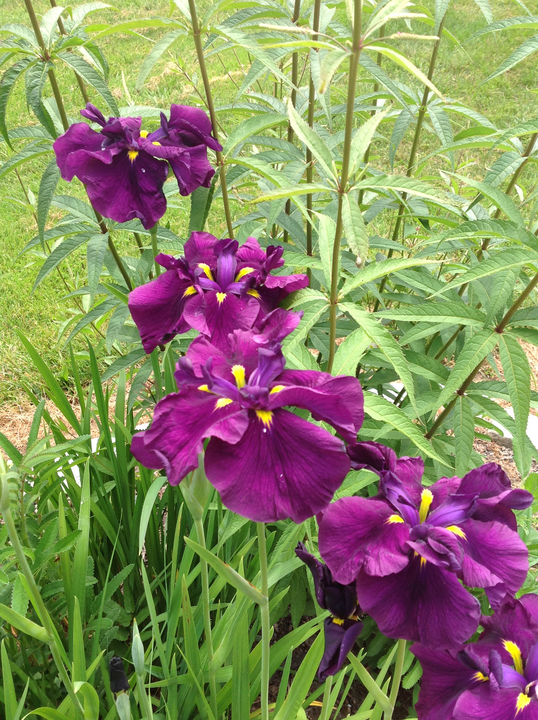 Iris ensata ‘Maroon Giant’