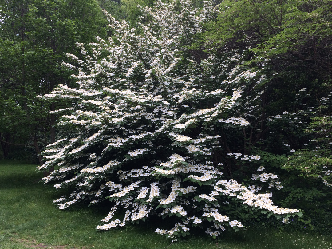 doublefile viburnum