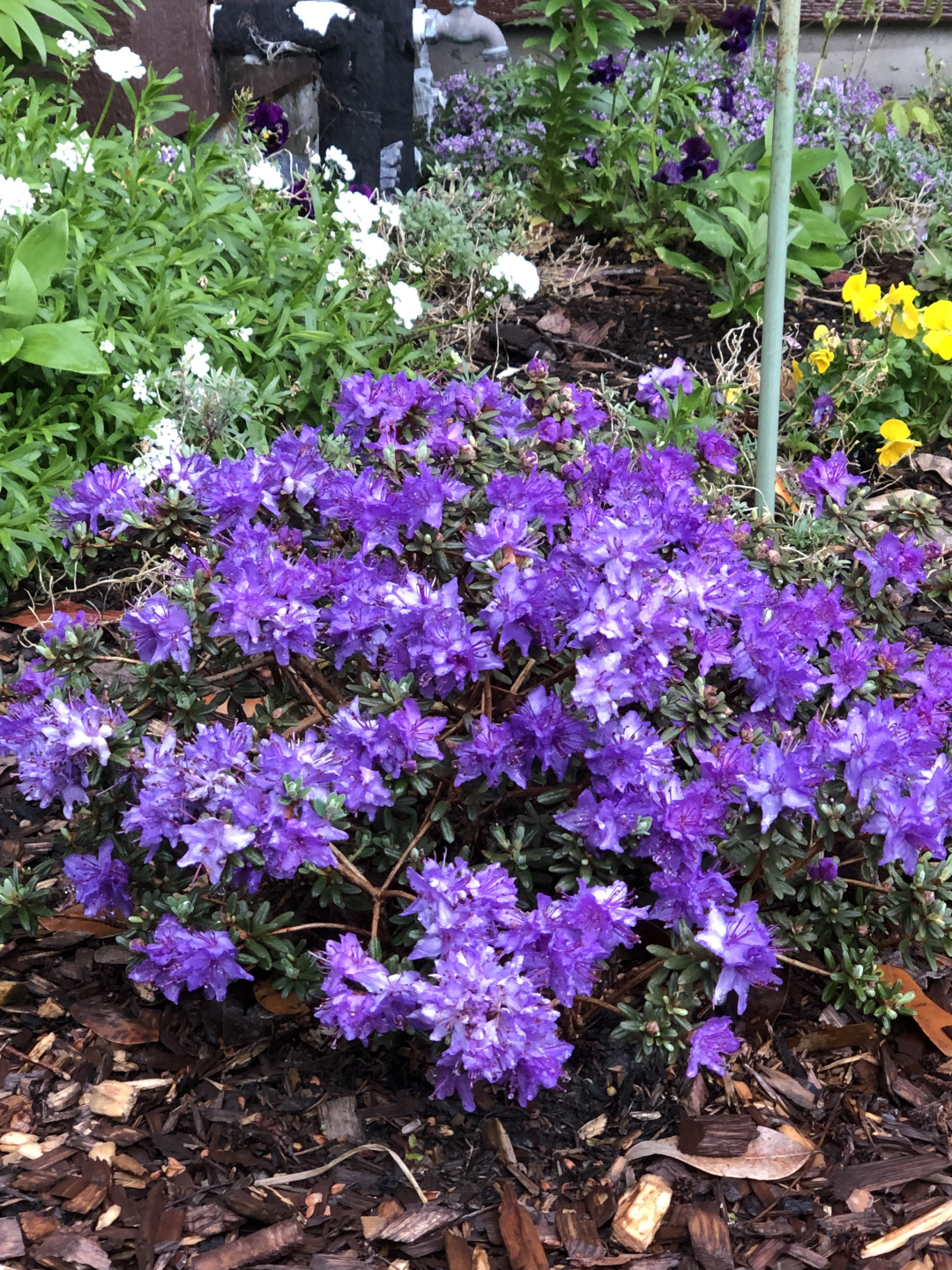 Rhododendron impeditum